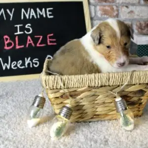 Blaze