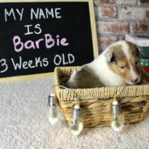 Barbie