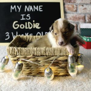 Goldie