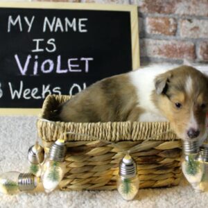 Violet