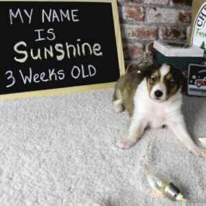 Sunshine